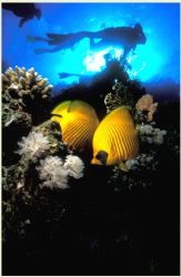 in the Red Sea a pair of butterfly fish shelter from the ... by Fiona Ayerst 